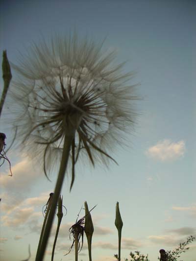 ����������� ���� 2009 � 1389.org.rs